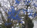 blue tree.jpg